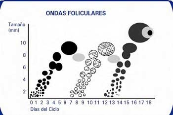 Descripción de los diferentes estados en vacas vacías - Image 1