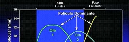 Descripción de los diferentes estados en vacas vacías - Image 4
