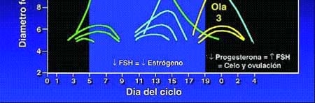Descripción de los diferentes estados en vacas vacías - Image 5