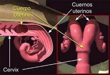 Descripción de los diferentes estados en vacas vacías - Image 8