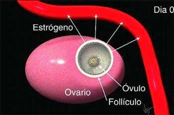 Descripción de los diferentes estados en vacas vacías - Image 10