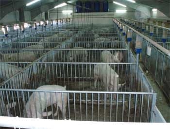 Inseminación Artificial en Porcinos - Image 4