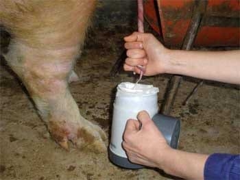 Inseminación Artificial en Porcinos - Image 11