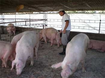 Inseminación Artificial en Porcinos - Image 14