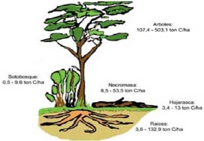 Alternativas de producción ganadera amigables con el medio ambiente. - Image 4