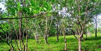 Alternativas de producción ganadera amigables con el medio ambiente. - Image 15