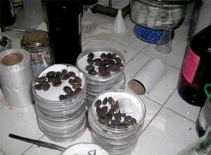 Respuesta a la temperatura, el potencial agua y la salinidad de semillas de Jatropha curcas. L. - Image 2