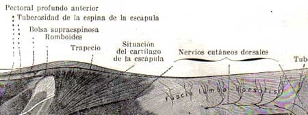 Exploracion del efecto conseguido por el masaje de la region dorsal en el Bovino (Bos taurus var indicus) Parte dos - Image 2