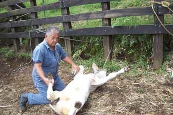 Exploracion del efecto conseguido por el masaje de la region dorsal en el Bovino (Bos taurus var indicus) Parte dos - Image 8