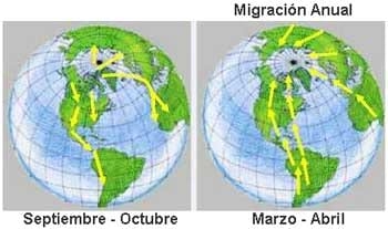 Gripe Aviar: ¿Otra alerta para América? - Image 1