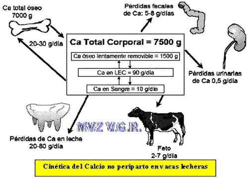 Hipocalcemia Dx y alternativas actuales - Image 1