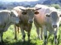 Monitoreo epidemiológico de la Mastitis Subclínica - Image 1