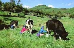 Monitoreo epidemiológico de la Mastitis Subclínica - Image 2