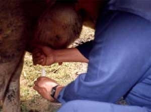 Monitoreo epidemiológico de la Mastitis Subclínica - Image 10