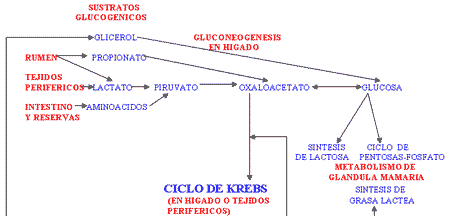Problemas del periparto en vacuno lechero - Image 3