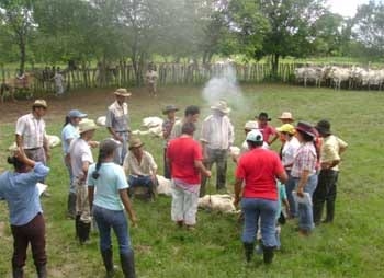 ¿Ganaderos o ''Tenedores de ganado''? - Image 1