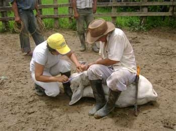 ¿Ganaderos o ''Tenedores de ganado''? - Image 3