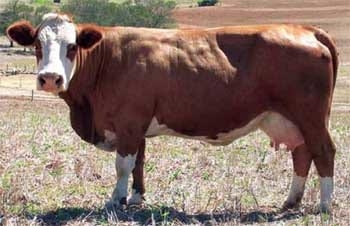 La raza eficiente y ecológica para producción de leche y carne. - Image 3