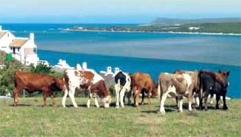 La raza eficiente y ecológica para producción de leche y carne. - Image 7