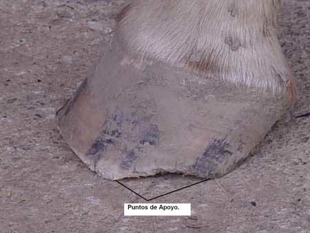 Aplomos para potros hasta los dos años - Image 4