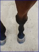 El balance F del pie. Hacia el equilibrio absoluto del caballo - Image 7