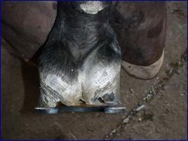 El balance F del pie. Hacia el equilibrio absoluto del caballo - Image 8