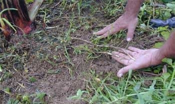 Nutrición orgánica y tratamiento de desechos biodegradables - Image 2
