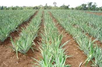 Nutrición orgánica y tratamiento de desechos biodegradables - Image 3