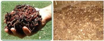 Nutrición orgánica y tratamiento de desechos biodegradables - Image 1