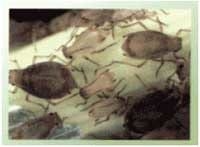 Manejo integrado de plagas - Image 10