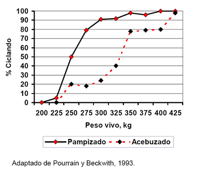 Los biotipos en el ganado vacuno - Image 1