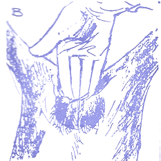 Técnicas de castración del cerdo - Image 3