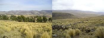 ¿El ''ichu'', una respuesta agropecuaria al cambio climático? - Image 3
