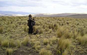 ¿El ''ichu'', una respuesta agropecuaria al cambio climático? - Image 6