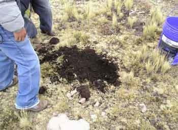 ¿El ''ichu'', una respuesta agropecuaria al cambio climático? - Image 7