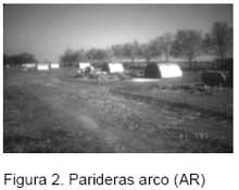 Tipo de parideras y productividad de las cerdas y sus camadas en un sistema de producción porcina al aire libre - Image 2