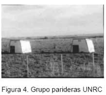 Tipo de parideras y productividad de las cerdas y sus camadas en un sistema de producción porcina al aire libre - Image 4