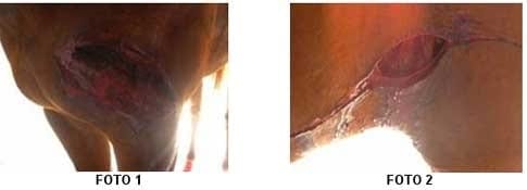 Caso Clínico: Recuperación de una herida profunda con un producto natural - Image 1