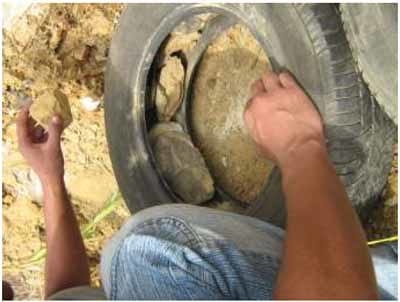 Conservación y manejo de suelos y aguas - Image 12
