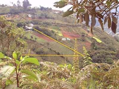 Sistemas de producción agroforestal de ultisoles del pie de monte de Cali. Aplicable a la zona andina - Image 12