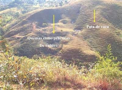 Sistemas de producción agroforestal de ultisoles del pie de monte de Cali. Aplicable a la zona andina - Image 15