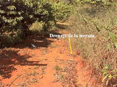 Sistemas de producción agroforestal de ultisoles del pie de monte de Cali. Aplicable a la zona andina - Image 19
