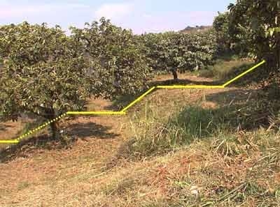 Sistemas de producción agroforestal de ultisoles del pie de monte de Cali. Aplicable a la zona andina - Image 20