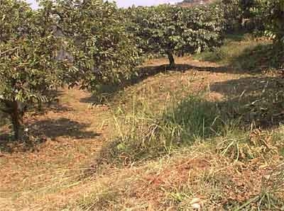Sistemas de producción agroforestal de ultisoles del pie de monte de Cali. Aplicable a la zona andina - Image 21