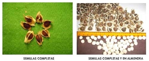 Moringa Oleífera, alimento ecológico para ganado vacuno, porcino, equino, aves y peces, para alimentación humana, también para producción de etanol y biodiesel - Image 1