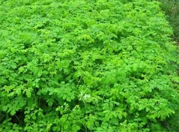 Moringa Oleífera, alimento ecológico para ganado vacuno, porcino, equino, aves y peces, para alimentación humana, también para producción de etanol y biodiesel - Image 2