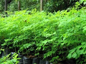 Moringa Oleífera, alimento ecológico para ganado vacuno, porcino, equino, aves y peces, para alimentación humana, también para producción de etanol y biodiesel - Image 3