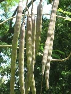 Moringa Oleífera, alimento ecológico para ganado vacuno, porcino, equino, aves y peces, para alimentación humana, también para producción de etanol y biodiesel - Image 4