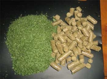 Moringa Oleífera, alimento ecológico para ganado vacuno, porcino, equino, aves y peces, para alimentación humana, también para producción de etanol y biodiesel - Image 6