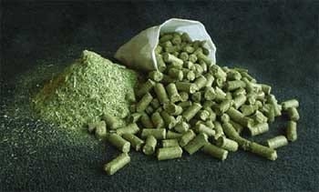 Moringa Oleífera, alimento ecológico para ganado vacuno, porcino, equino, aves y peces, para alimentación humana, también para producción de etanol y biodiesel - Image 5